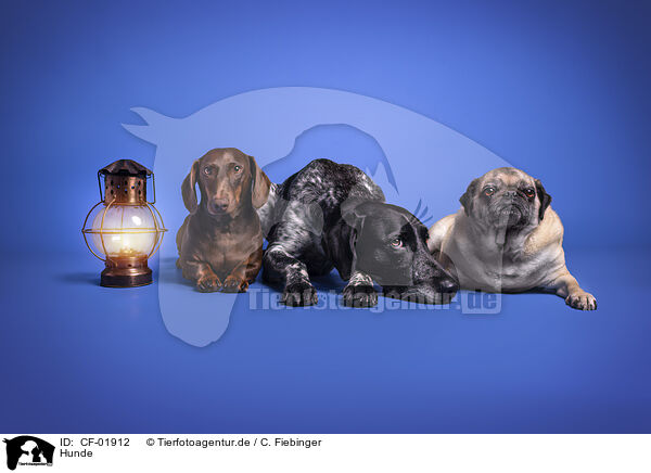 Hunde / dogs / CF-01912