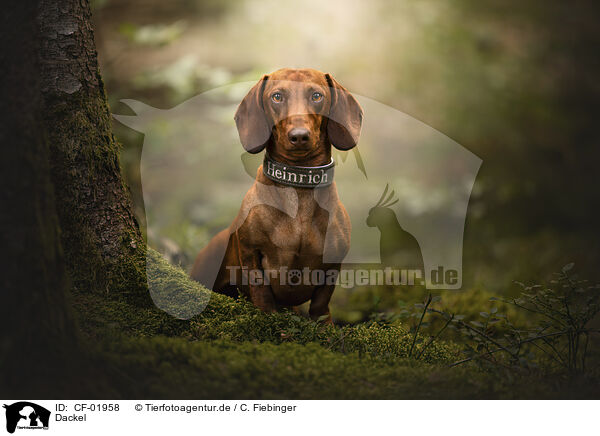 Dackel / Dachshund / CF-01958