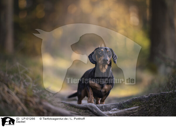 Dackel / Dachshund / LP-01266