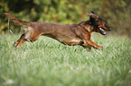 rennender Dackel