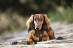 liegender Dackel
