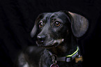 Dackel Portrait