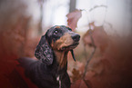 Dackel im Herbst