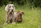 Hunde