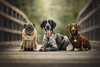 Hunde