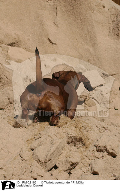 buddelnder Dackel / digging teckel / PM-02162
