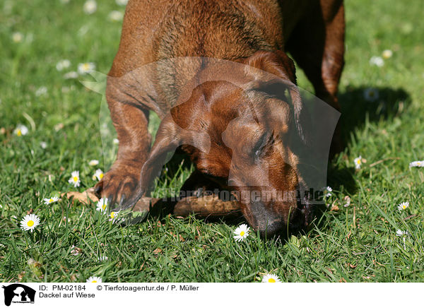 Dackel auf Wiese / PM-02184