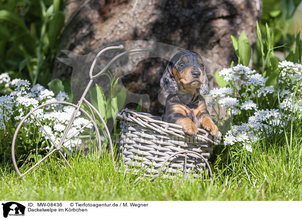 Dackelwelpe im Krbchen / Dachshund Puppy in the basket / MW-08436
