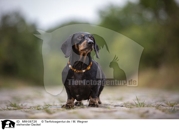 stehender Dackel / standing Dachshund / MW-08726