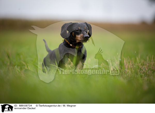 rennender Dackel / running Dachshund / MW-08734