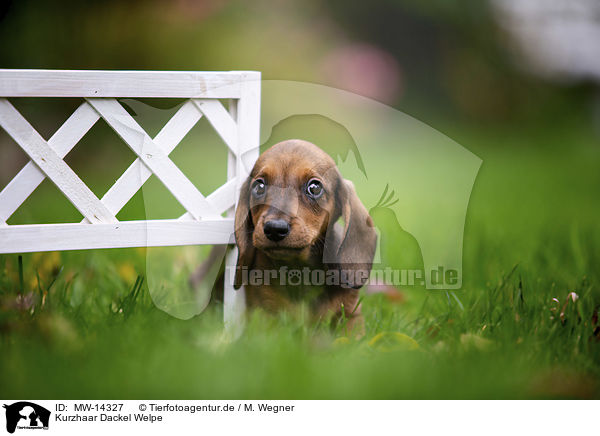 Kurzhaar Dackel Welpe / shorthaired dachshund puppy / MW-14327