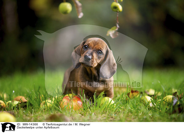 Dackelwelpe unter Apfelbaum / dachshund puppy under apple tree / MW-14366