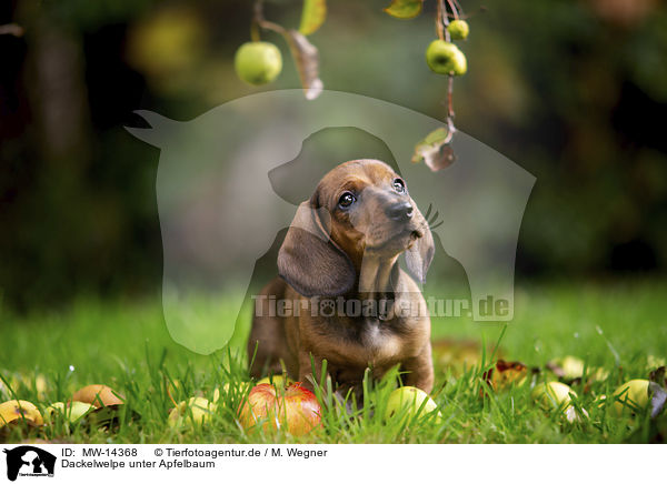 Dackelwelpe unter Apfelbaum / dachshund puppy under apple tree / MW-14368