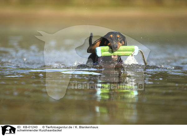 schwimmender Kurzhaardackel / swimming Dachshund / KB-01240