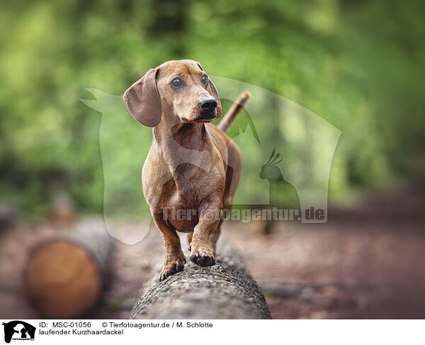 laufender Kurzhaardackel / walking Dachshund / MSC-01056