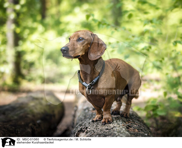 stehender Kurzhaardackel / standing Dachshund / MSC-01060