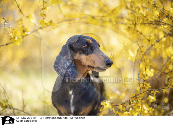 Kurzhaardackel / shorthaired Dachshund / MW-29819