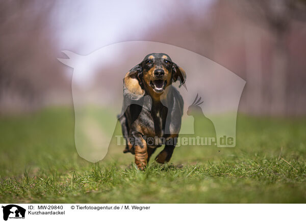 Kurzhaardackel / shorthaired Dachshund / MW-29840