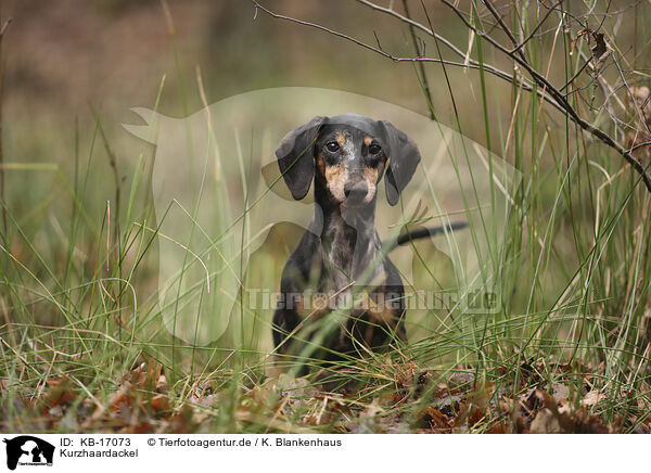 Kurzhaardackel / shorthaired Dachshund / KB-17073