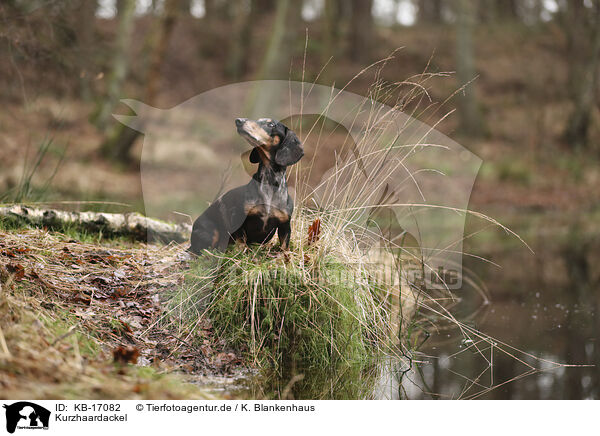 Kurzhaardackel / shorthaired Dachshund / KB-17082