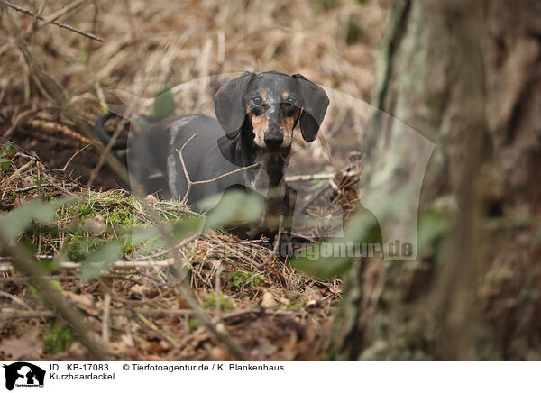 Kurzhaardackel / shorthaired Dachshund / KB-17083