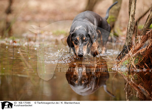 Kurzhaardackel / shorthaired Dachshund / KB-17086