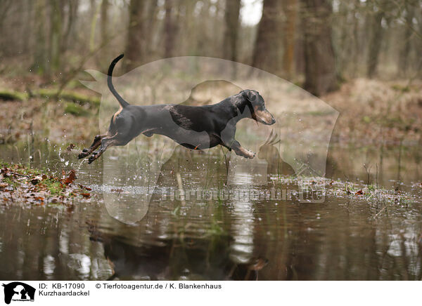 Kurzhaardackel / shorthaired Dachshund / KB-17090