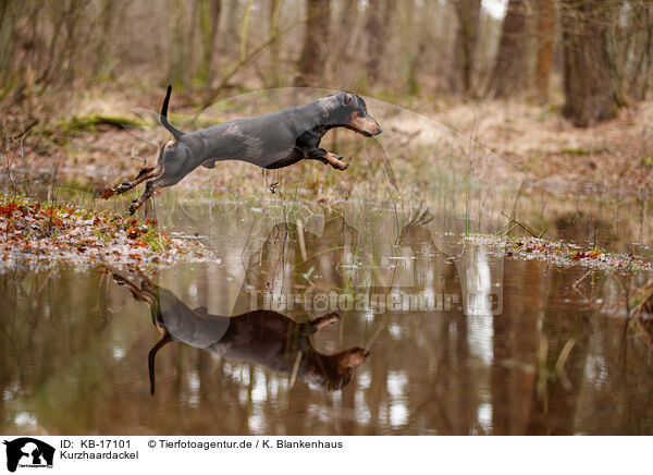Kurzhaardackel / shorthaired Dachshund / KB-17101