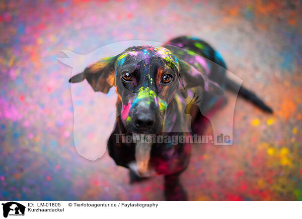 Kurzhaardackel / shorthaired Dachshund / LM-01805