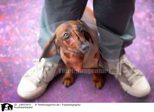 Kurzhaardackel / shorthaired Dachshund / LM-01810