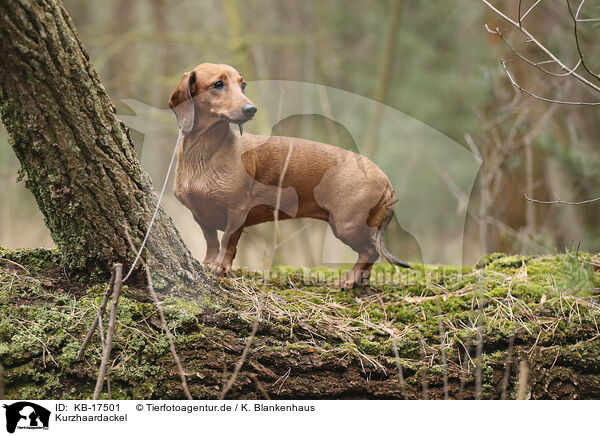 Kurzhaardackel / shorthaired Dachshund / KB-17501