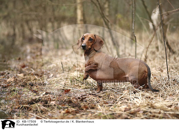 Kurzhaardackel / shorthaired Dachshund / KB-17509