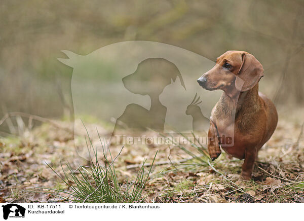 Kurzhaardackel / shorthaired Dachshund / KB-17511