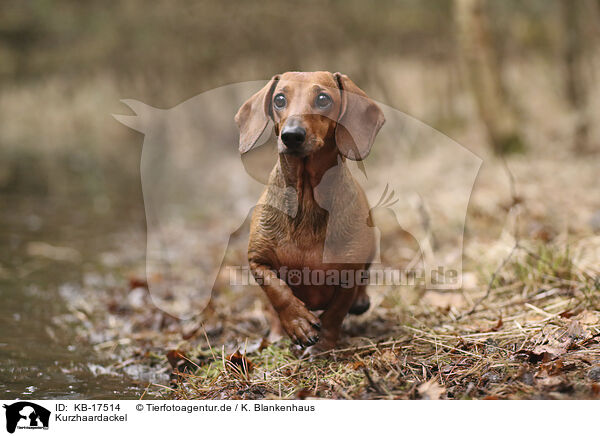 Kurzhaardackel / shorthaired Dachshund / KB-17514