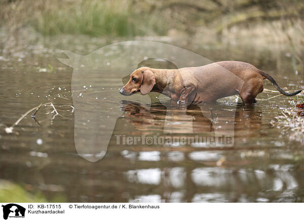 Kurzhaardackel / shorthaired Dachshund / KB-17515