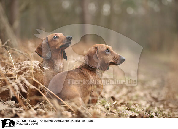 Kurzhaardackel / shorthaired Dachshund / KB-17522