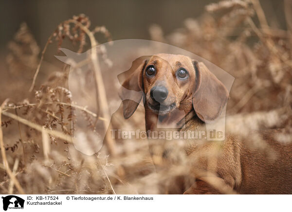 Kurzhaardackel / shorthaired Dachshund / KB-17524