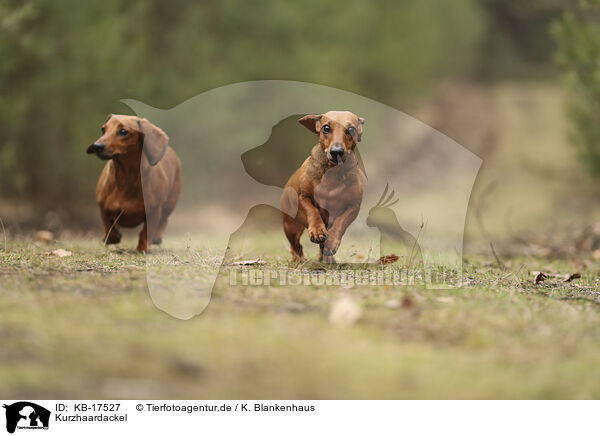 Kurzhaardackel / shorthaired Dachshund / KB-17527