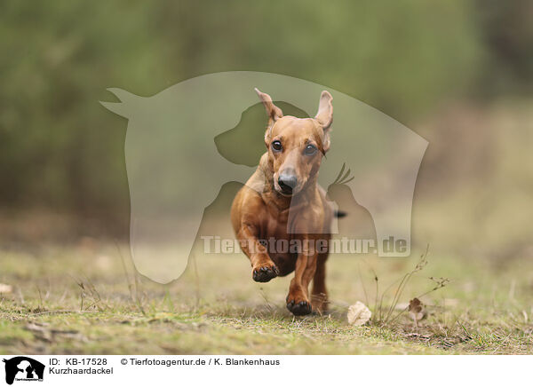 Kurzhaardackel / shorthaired Dachshund / KB-17528
