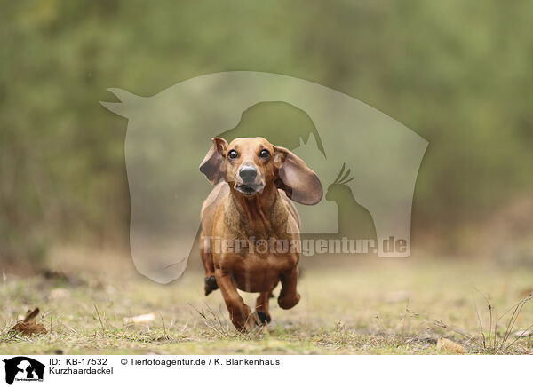 Kurzhaardackel / shorthaired Dachshund / KB-17532