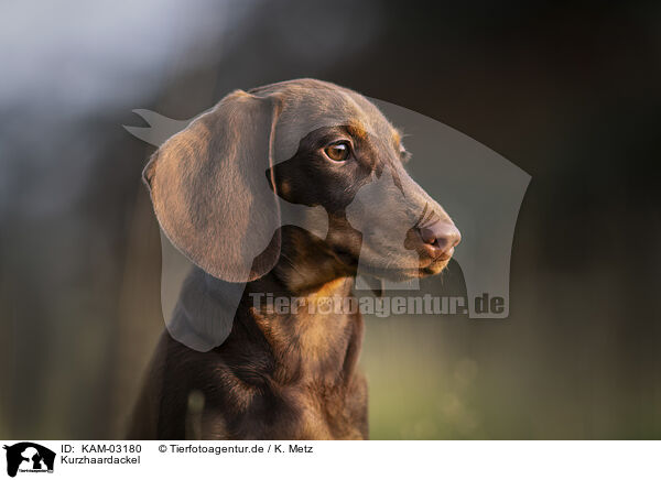 Kurzhaardackel / shorthaired Dachshund / KAM-03180