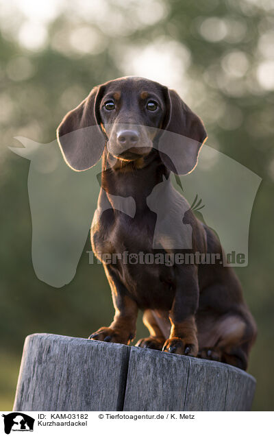 Kurzhaardackel / shorthaired Dachshund / KAM-03182