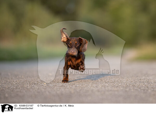 Kurzhaardackel / shorthaired Dachshund / KAM-03187