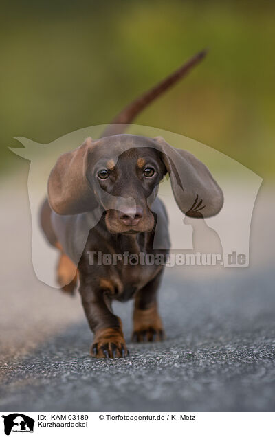 Kurzhaardackel / shorthaired Dachshund / KAM-03189