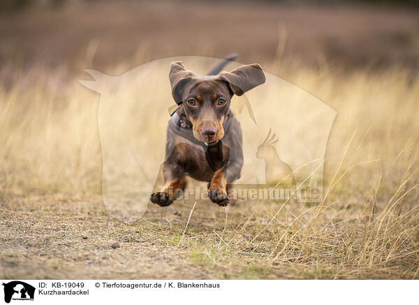 Kurzhaardackel / shorthaired Dachshund / KB-19049