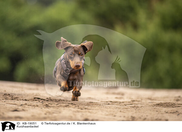 Kurzhaardackel / shorthaired Dachshund / KB-19051