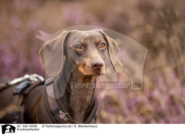 Kurzhaardackel / shorthaired Dachshund / KB-19056