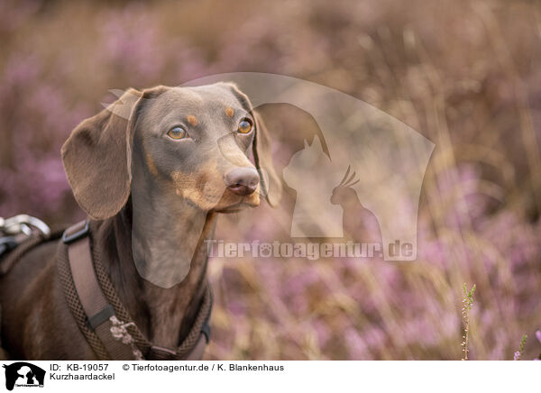 Kurzhaardackel / shorthaired Dachshund / KB-19057