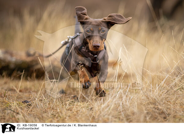 Kurzhaardackel / shorthaired Dachshund / KB-19058