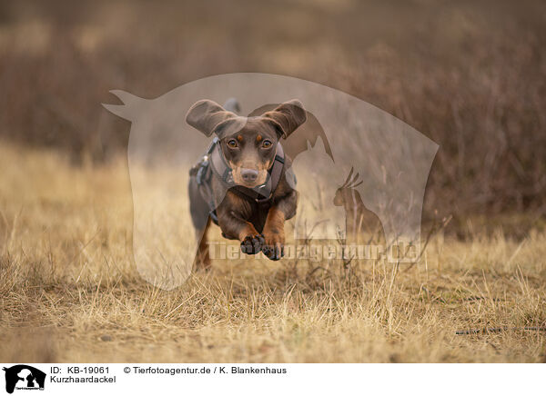 Kurzhaardackel / shorthaired Dachshund / KB-19061